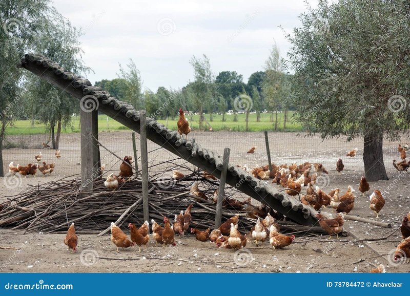 Ontdek de Gokkasten op de Legendarische Chicken Road van Nederland